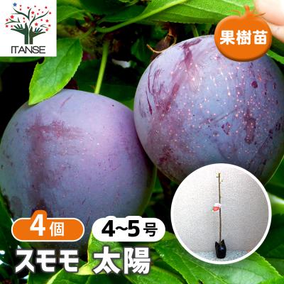 太陽プラム（苗木、植木） | 花、ガーデニング のおすすめ人気商品一覧