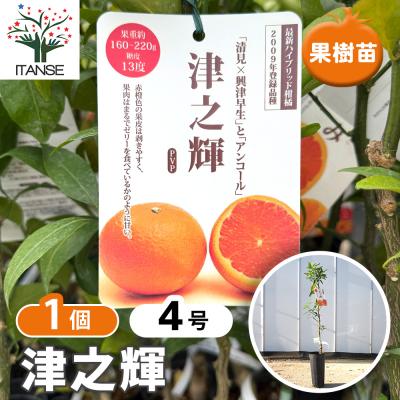 津之輝のおすすめ人気ランキングTOP100 - Yahoo!ショッピング