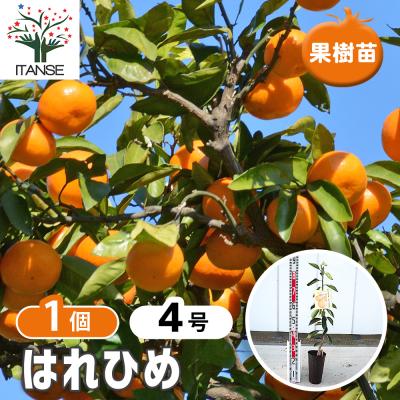 はれひめのおすすめ人気商品一覧 通販 - Yahoo!ショッピング