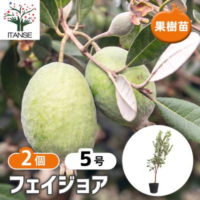 希少ピンクグァバ 苗木　取り木苗 Amazon | 大実グァバ苗 (グアバ苗)(赤実) 取木苗 | 果物