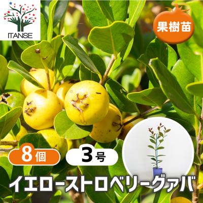 グアバ（苗木、植木） | 花、ガーデニング のおすすめ人気商品一覧