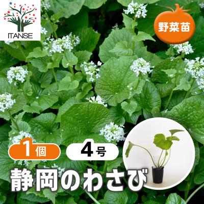 わさびの花のおすすめ人気商品一覧 通販 - Yahoo!ショッピング