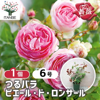 ピエールドゥロンサール（苗） | 花、ガーデニング のおすすめ人気商品