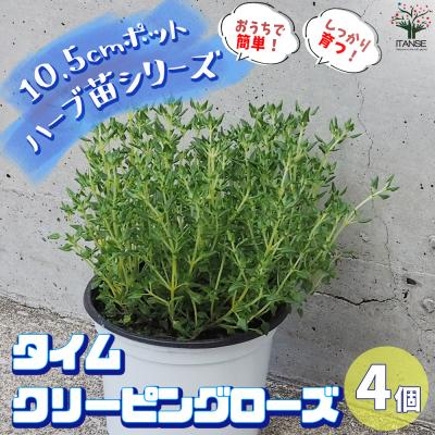 クリーピングタイムの商品一覧 通販 - Yahoo!ショッピング