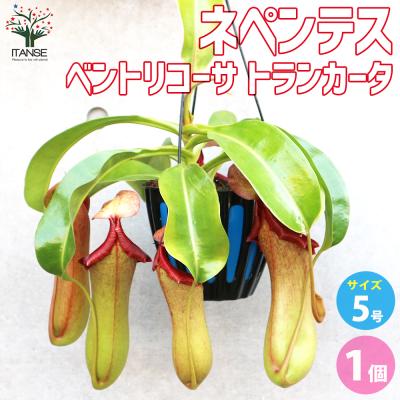 nepenthes 交配種のおすすめ人気商品一覧 通販 - Yahoo!ショッピング