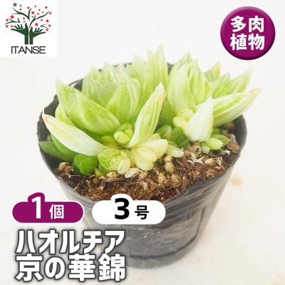 ハオルチア 錦（サボテン、多肉植物） | 花、ガーデニング の商品一覧