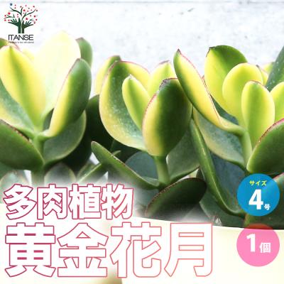 黄金花月のおすすめ人気商品一覧 通販 - Yahoo!ショッピング