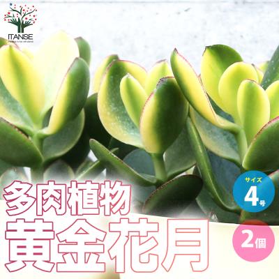 黄金花月のおすすめ人気商品一覧 通販 - Yahoo!ショッピング