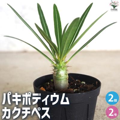 パキポディウム カクチペス鉢込◾️ボタナイズSHO-DO 塊根植物 パキポディウム カクチペス | mana's farm:塊根植物・アガベ