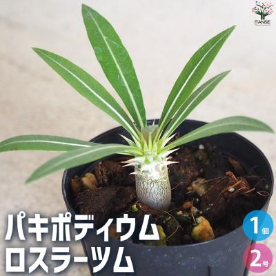 ロスラーツム マンドリツァラ 種子 5粒 ロスラーツム マンドリツァラ 種子 5粒