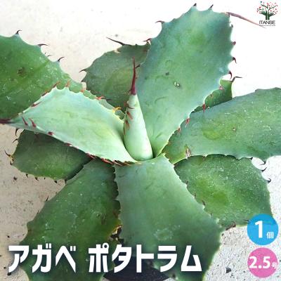アガベ ポタトラムの商品一覧 通販 - Yahoo!ショッピング