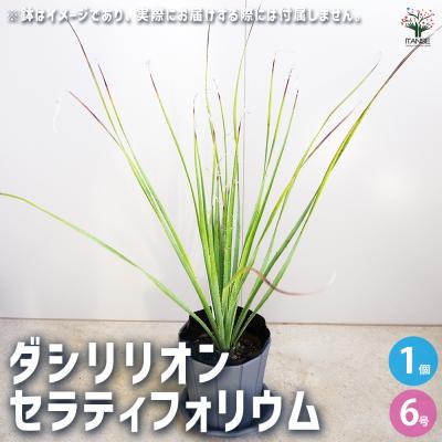 ダシリリオン（花、ガーデニング）の商品一覧 通販 - Yahoo!ショッピング