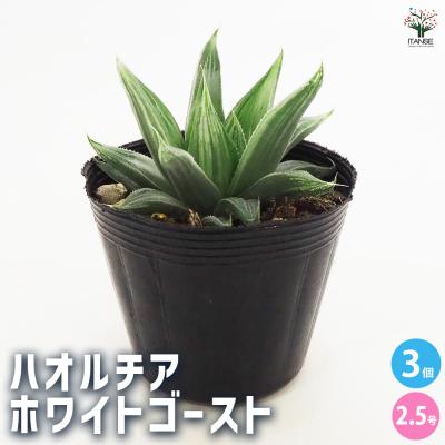 ホワイトゴーストのおすすめ人気ランキングTOP100 - Yahoo!ショッピング