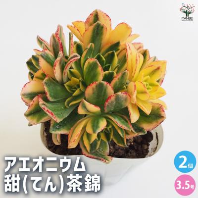 多肉植物アエオニウム錦の商品一覧 通販 - Yahoo!ショッピング 多肉植物アエオニウム錦の商品一覧 通販 - Yahoo!ショッピング
