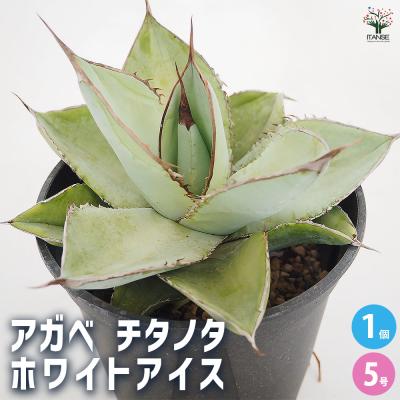 アガベ 販売のおすすめ人気商品一覧 通販 - Yahoo!ショッピング