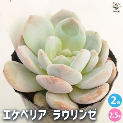 多肉植物 エケベリア ラウイのおすすめ人気商品一覧 通販 - Yahoo