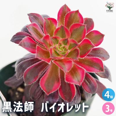 サンシモンのおすすめ人気商品一覧 通販 - Yahoo!ショッピング
