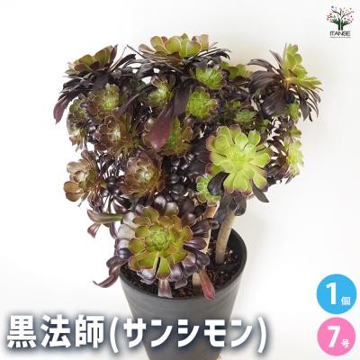 サンシモンの商品一覧 通販 - Yahoo!ショッピング
