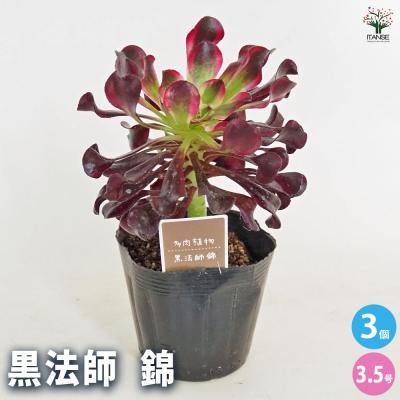 多肉植物アエオニウム錦のおすすめ人気商品一覧 通販 - Yahoo!ショッピング