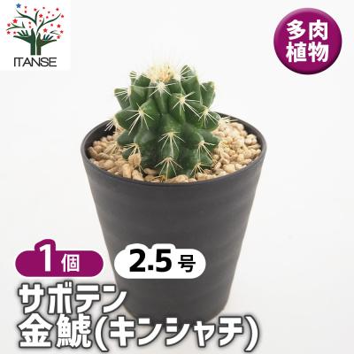 サボテン⭐︎金鯱サボテン⭐︎キンシャチ⭐︎9号 観葉植物の販売・ギフトならフラワーコーポレーション / 【送料無料