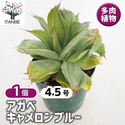 多肉植物 アガベ 輝山の商品一覧 通販 - Yahoo!ショッピング