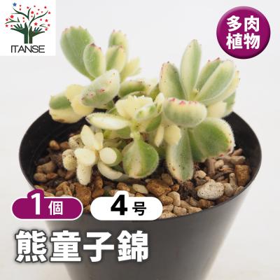 多肉植物 桃太郎のおすすめ人気商品一覧 通販 - Yahoo!ショッピング