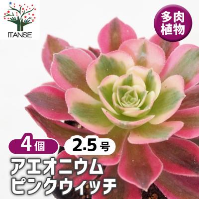 アエオニウムのおすすめ人気ランキングTOP100 - Yahoo!ショッピング