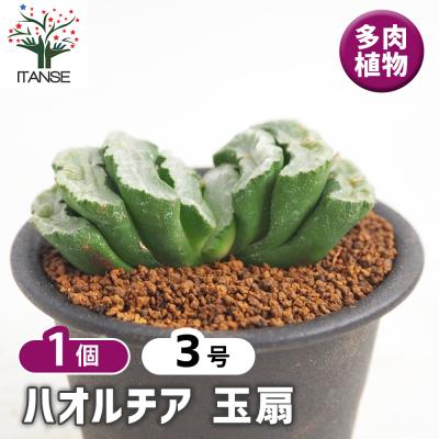 ハオルチア 玉扇のおすすめ人気商品一覧 通販 - Yahoo!ショッピング
