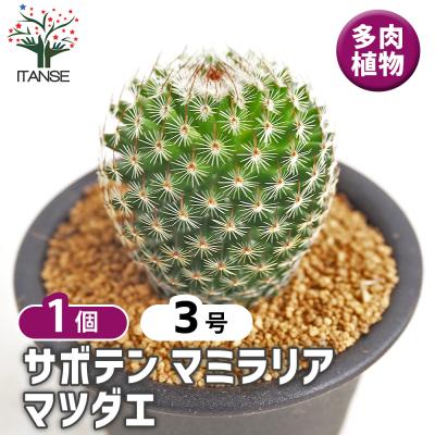サボテン マミラリアのおすすめ人気商品一覧 通販 - Yahoo!ショッピング