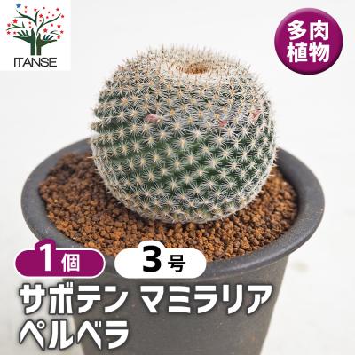 サボテン マミラリア（サボテン、多肉植物） | 花、ガーデニング の