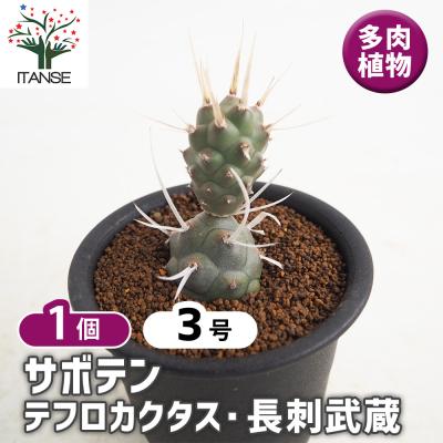 サボテン ウチワサボテン（サボテン、多肉植物） | 花、ガーデニング