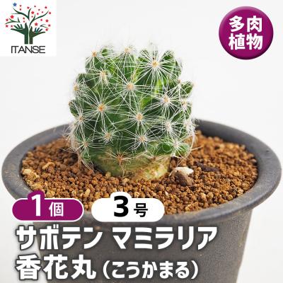 サボテン 弁慶柱の商品一覧 通販 - Yahoo!ショッピング
