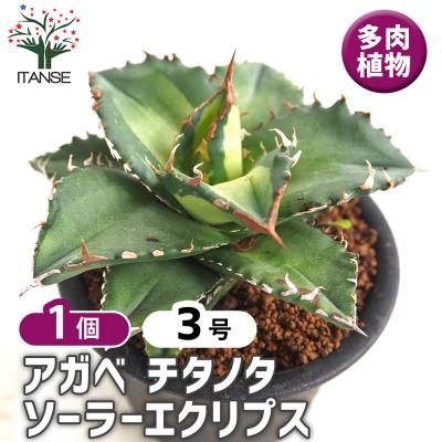 アガベのおすすめ人気商品一覧 通販 - Yahoo!ショッピング