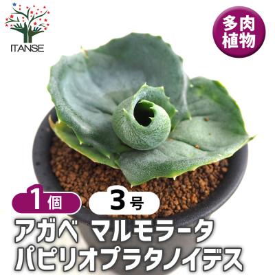 パキポディウム ホロンベンセのおすすめ人気ランキングTOP100 - Yahoo