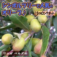 ITANSE オリーブ苗 オリーブ ワッガ ベルダル 果樹苗 2〜3年生挿し木苗 12cmロングポット 1個 送料無料 イタンセ公式 | 野菜苗・植物・青果物販売のITANSE