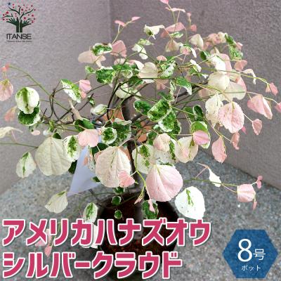 アメリカハナズオウ ハートオブゴールド（苗木、植木） | 花
