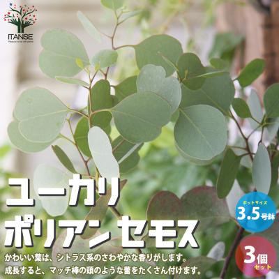 ユーカリ ポポラス(苗木、植木)の商品一覧 | 花、ガーデニング ユーカリ ポポラス(苗木、植木)の商品一覧 | 花、ガーデニング