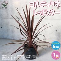 ITANSE コルディリネ レッドスター 庭木 大型カラーリーフ/多年草 6号鉢 1個売り 送料無料 イタンセ公式 | 野菜苗・植物・青果物販売のITANSE