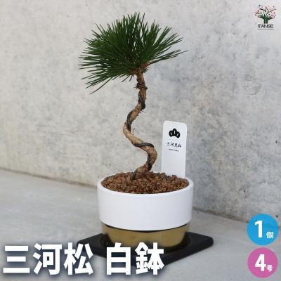 松 苗木のおすすめ人気商品一覧 通販 - Yahoo!ショッピング