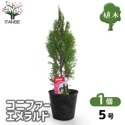 濃い緑の針葉　何の木？　3本セット　現状渡し 濃い緑の針葉 何の木？ 3本セット 現状渡し 【公式通販】