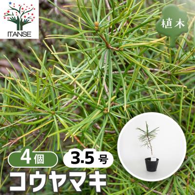 濃い緑の針葉　何の木？　3本セット　現状渡し 匠」5本針25cm ＜0号＞ | クロバー公式オンラインショップ