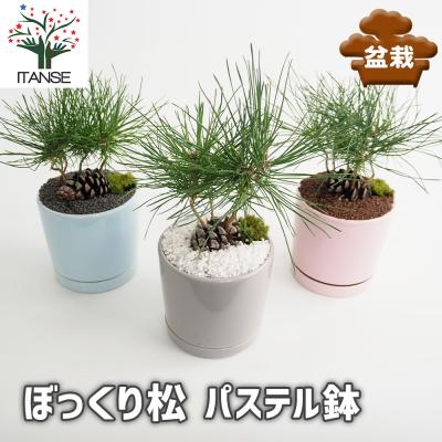 松 庭木のおすすめ人気商品一覧 通販 - Yahoo!ショッピング