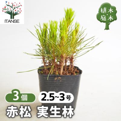 赤松 苗の商品一覧 通販 - Yahoo!ショッピング