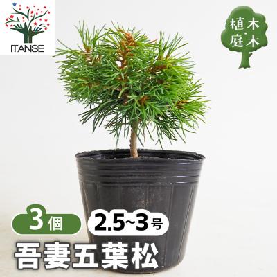 赤松 苗の商品一覧 通販 - Yahoo!ショッピング