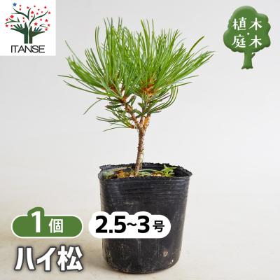 五葉松 苗の商品一覧 通販 - Yahoo!ショッピング