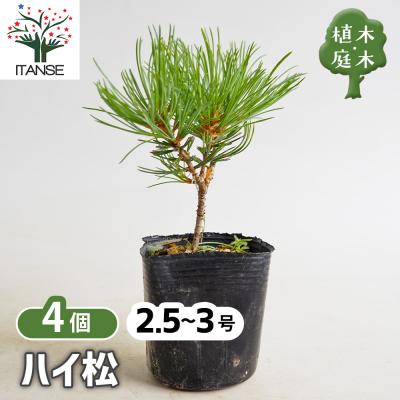 赤松 苗の商品一覧 通販 - Yahoo!ショッピング