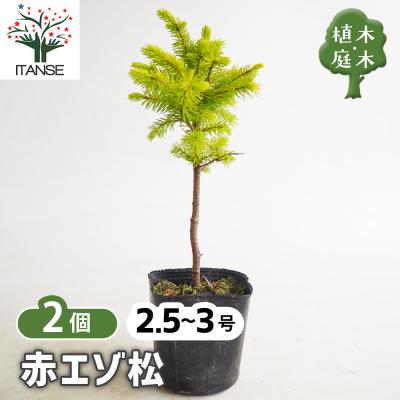 赤松（常緑樹の植木、庭木）｜苗木、植木 | 花、ガーデニング の