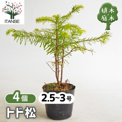 松 苗木の商品一覧 通販 - Yahoo!ショッピング