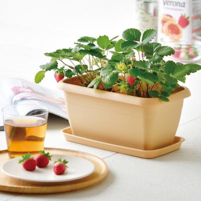 いちご プランターのおすすめ人気ランキングTOP100 - Yahoo!ショッピング