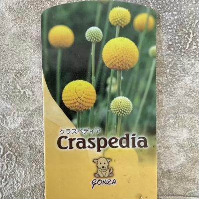 クラスペディア（花の苗）｜苗 | 花、ガーデニング のおすすめ人気商品